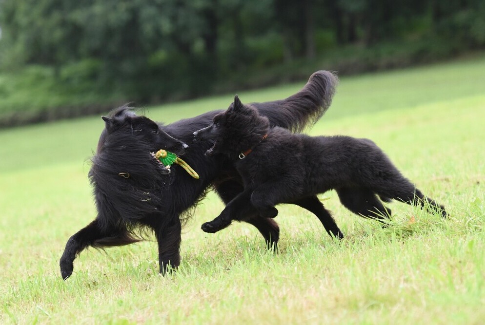 Dogs playing