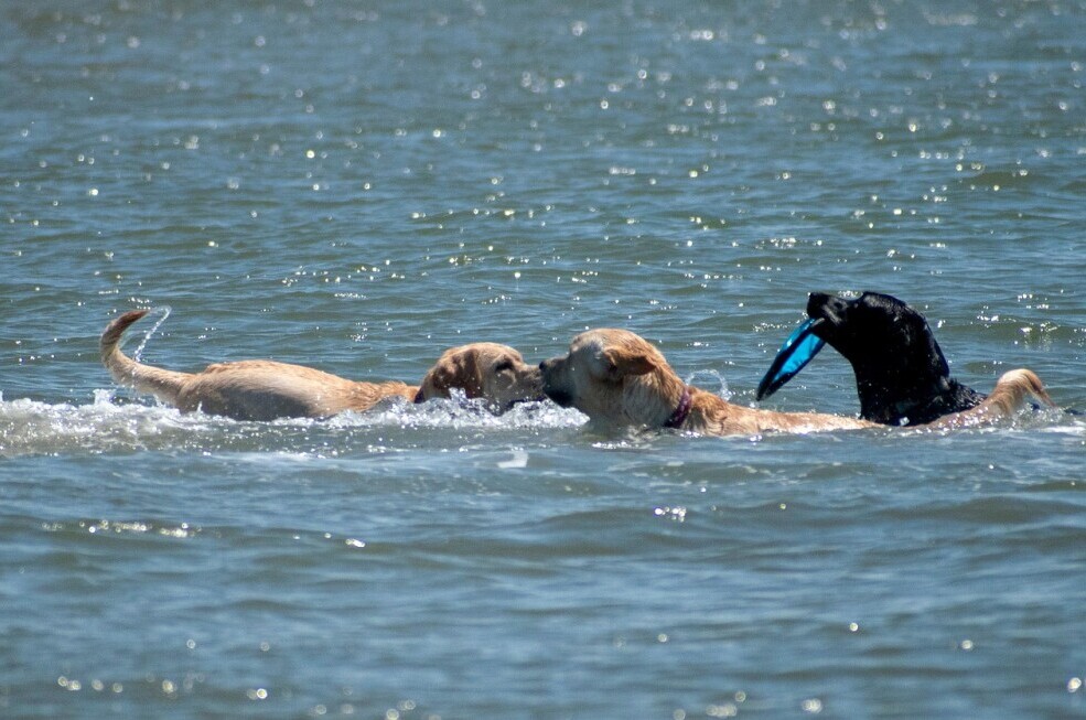 Dogs swimming 