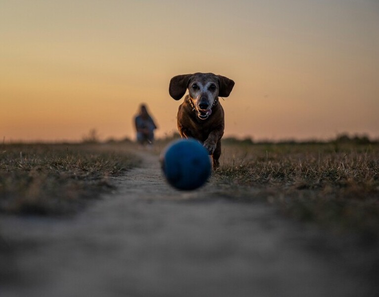 Fetch 