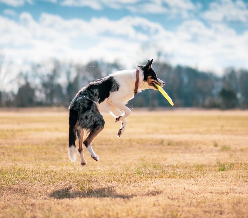 Fetch 