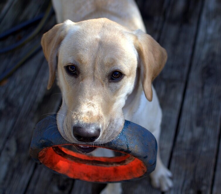 Fetch