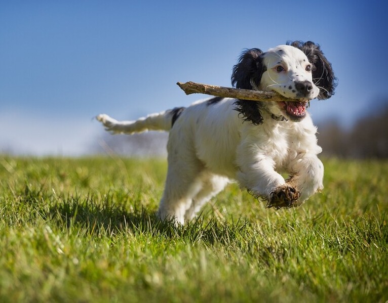 Fetch 