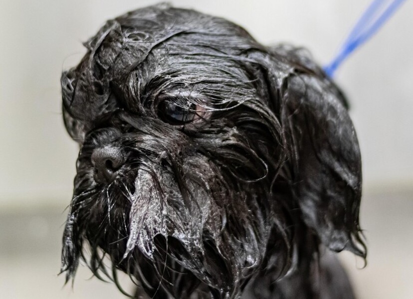 Hairy dog