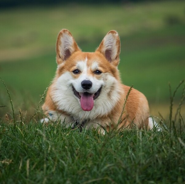 Happy dog