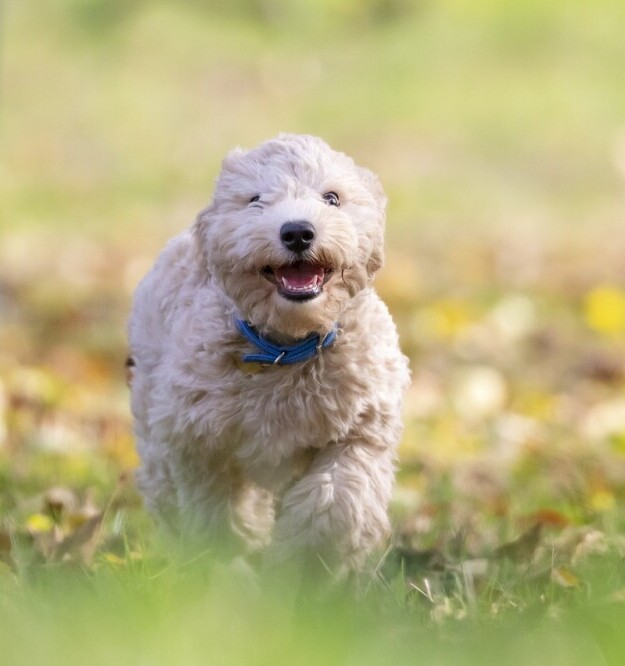 Old dog