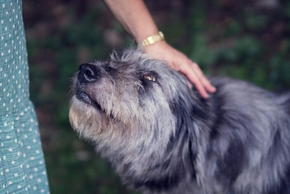 Old dog