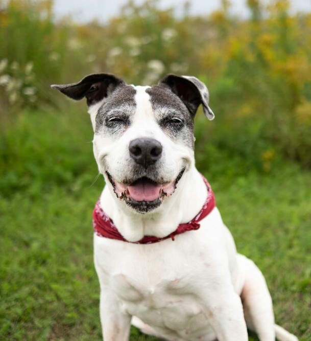 Old dog