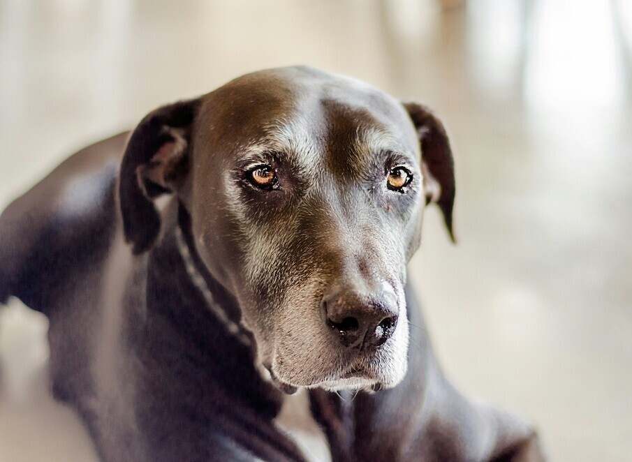 Old dog