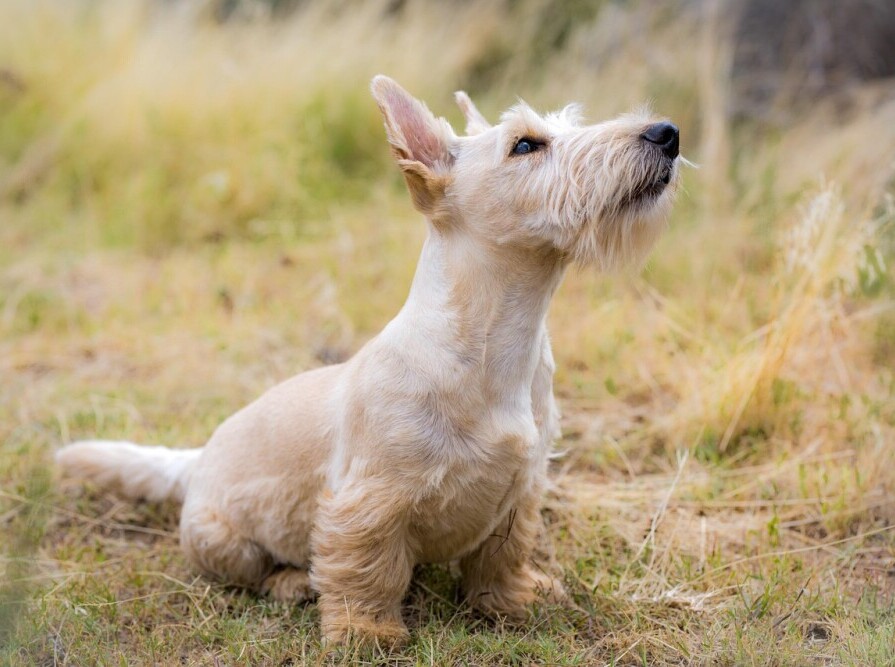 Old dog