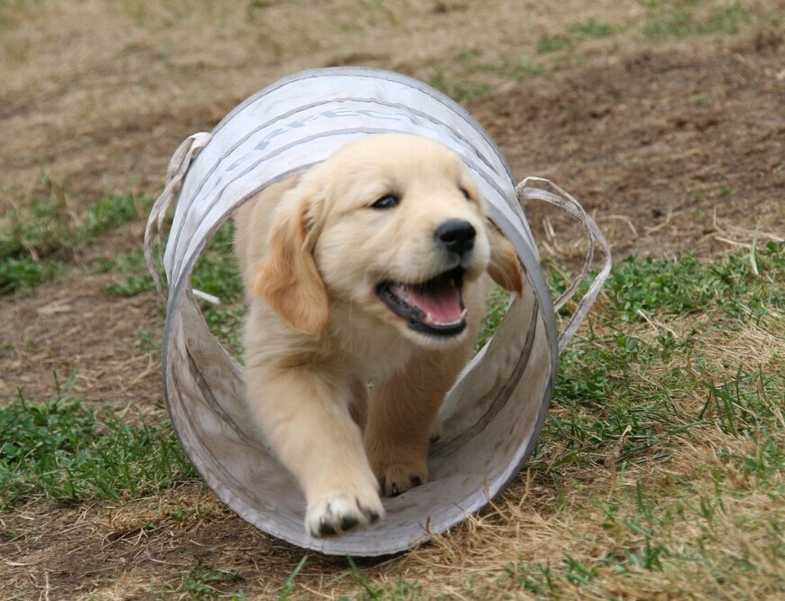Puppy 