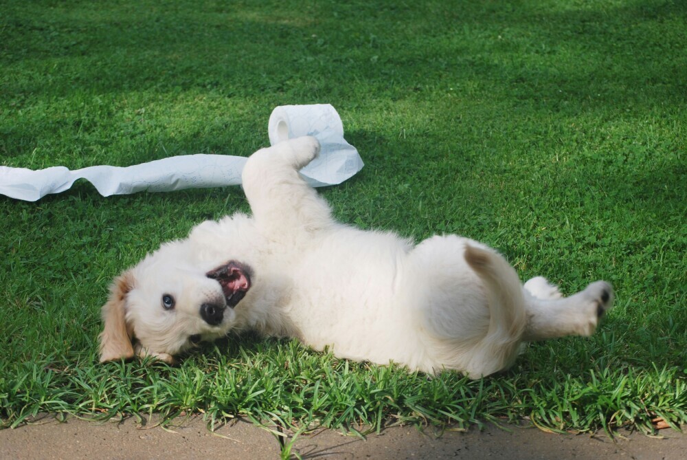 Puppy 