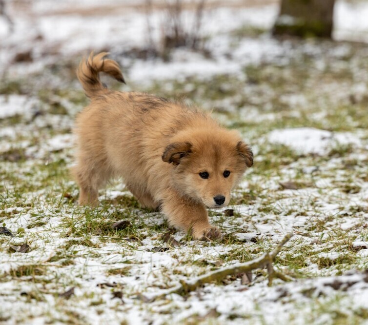 Puppy 