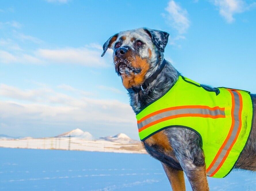 Safety dog