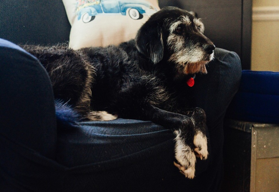 Senior dog
