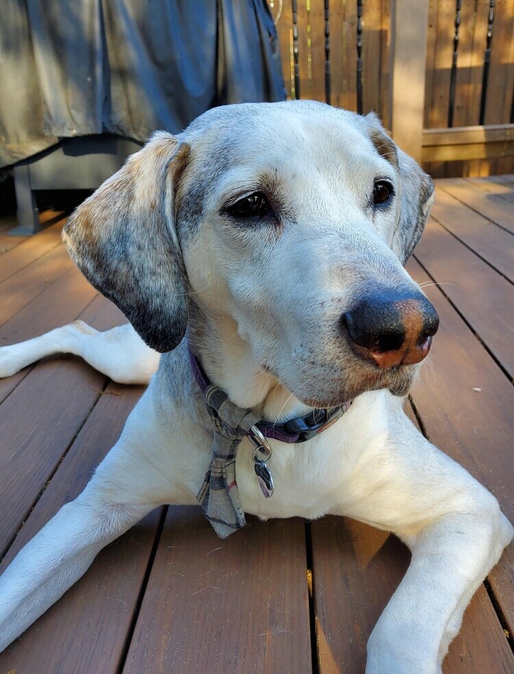 Senior dog