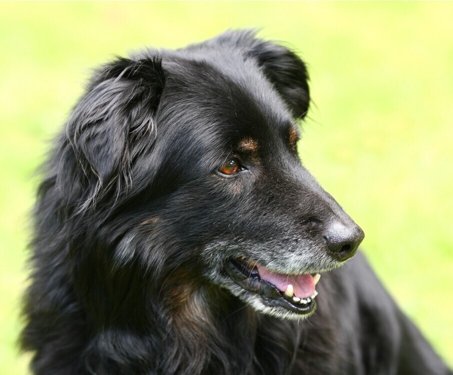 Senior dog