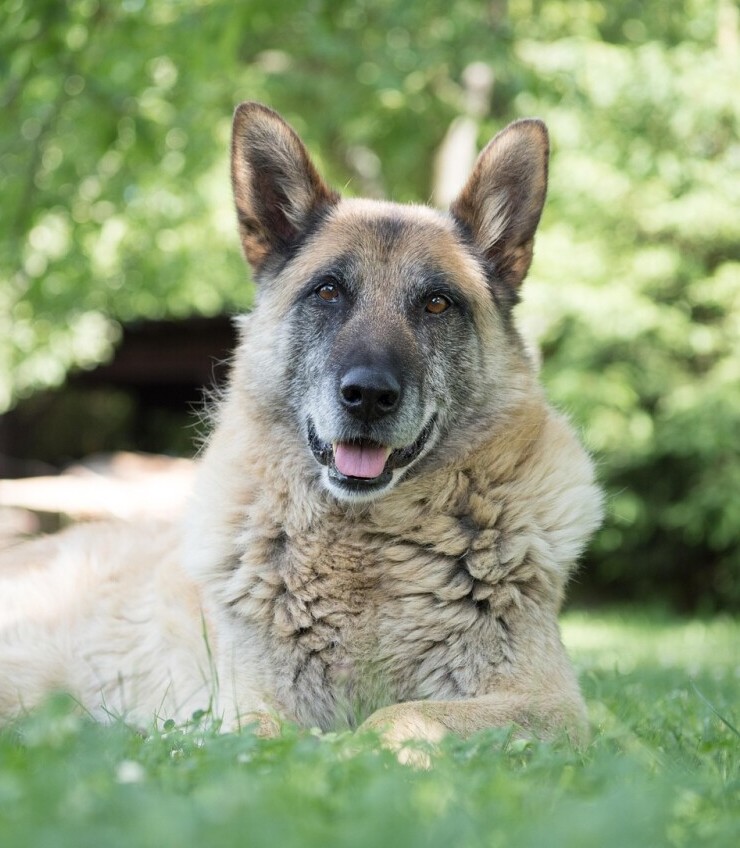 Senior dog 