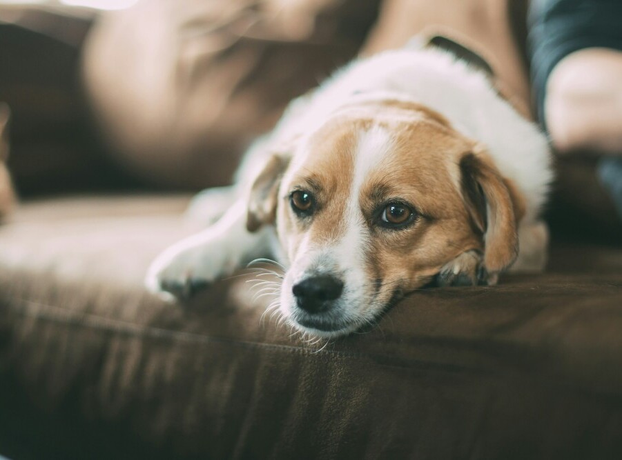 Sick dog