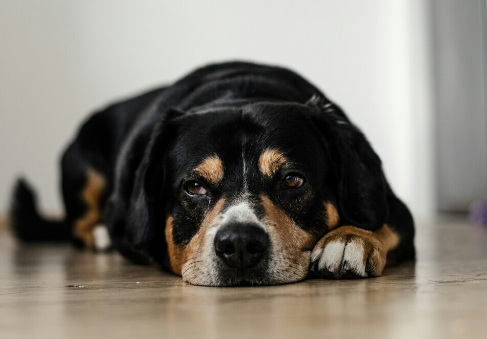 Sick dog