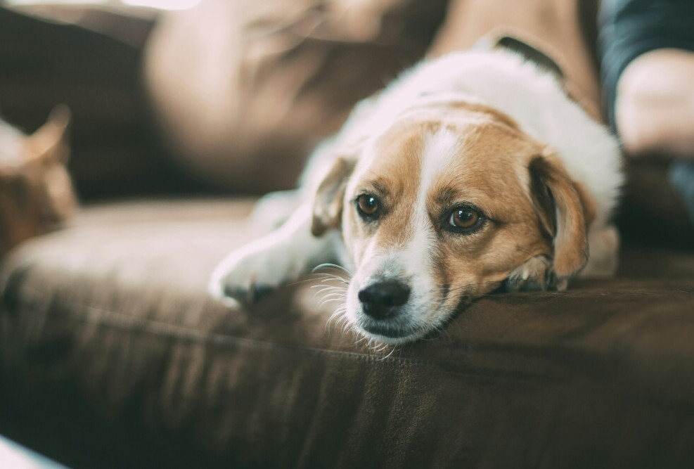 Sick dog 