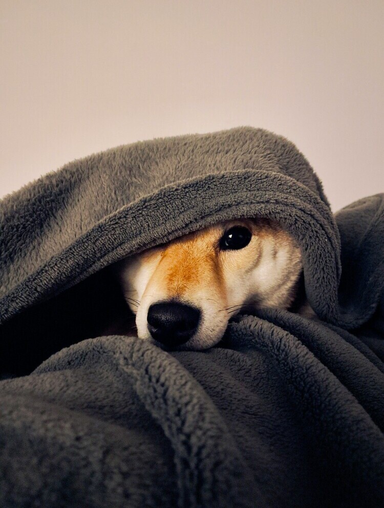 Sick dog 