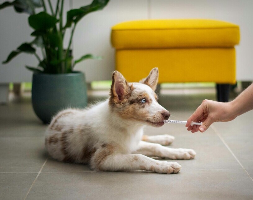 Veterinarian 