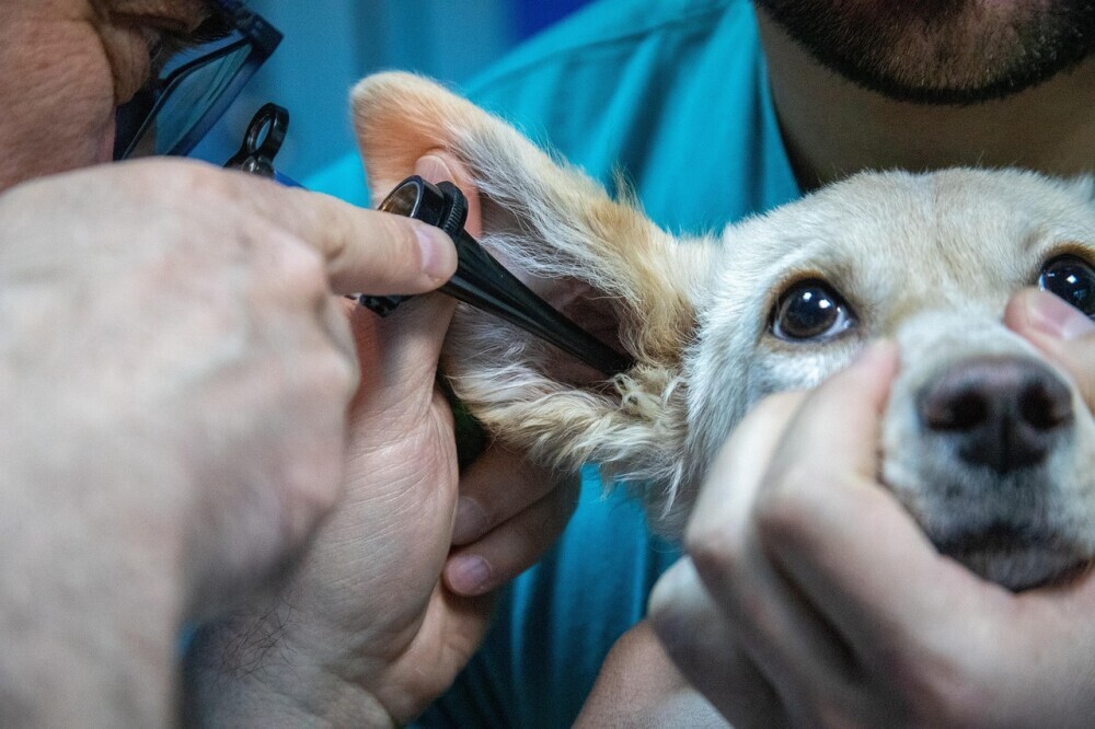 Veterinarian 