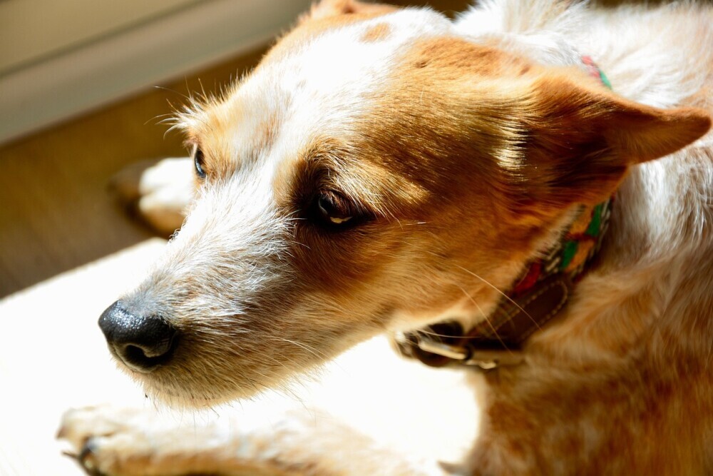 Anxious dog 