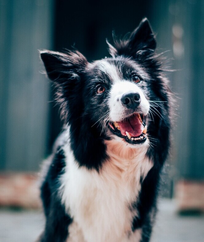 Dog 