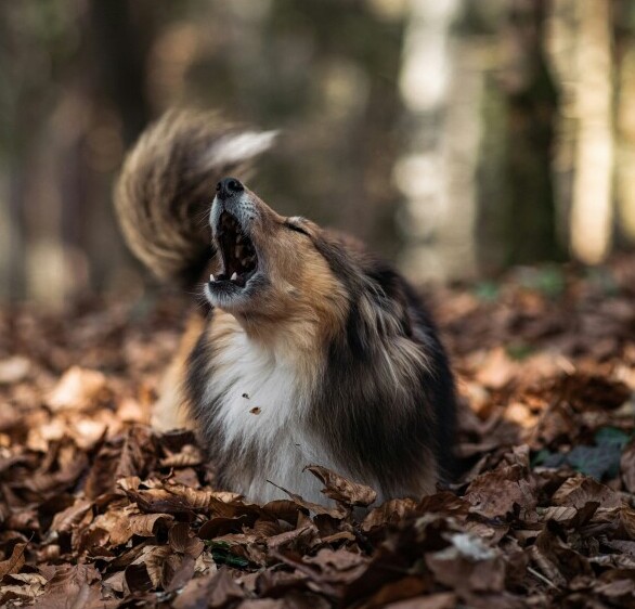 Dog barking 