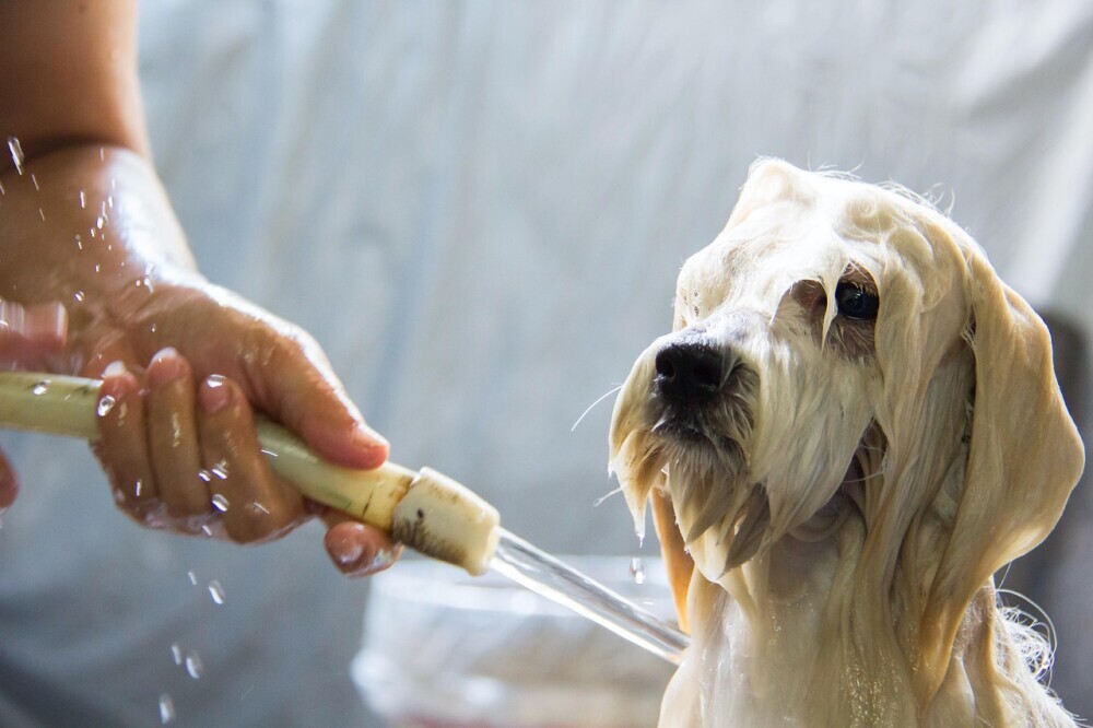 Dog bath