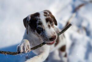 Common Dog Behavior Problems (And How To Fix Them)