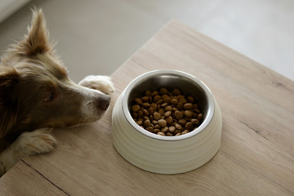 Dog food