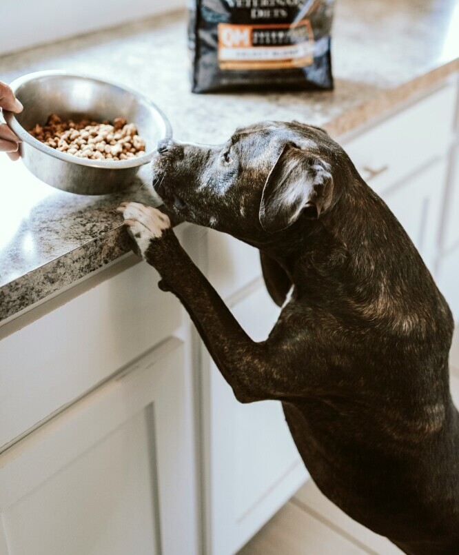Dog food 