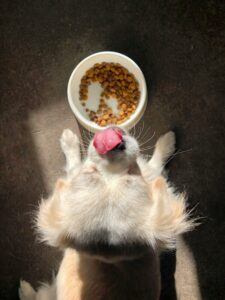 Dog Nutrition 101: Feeding For Every Life Stage