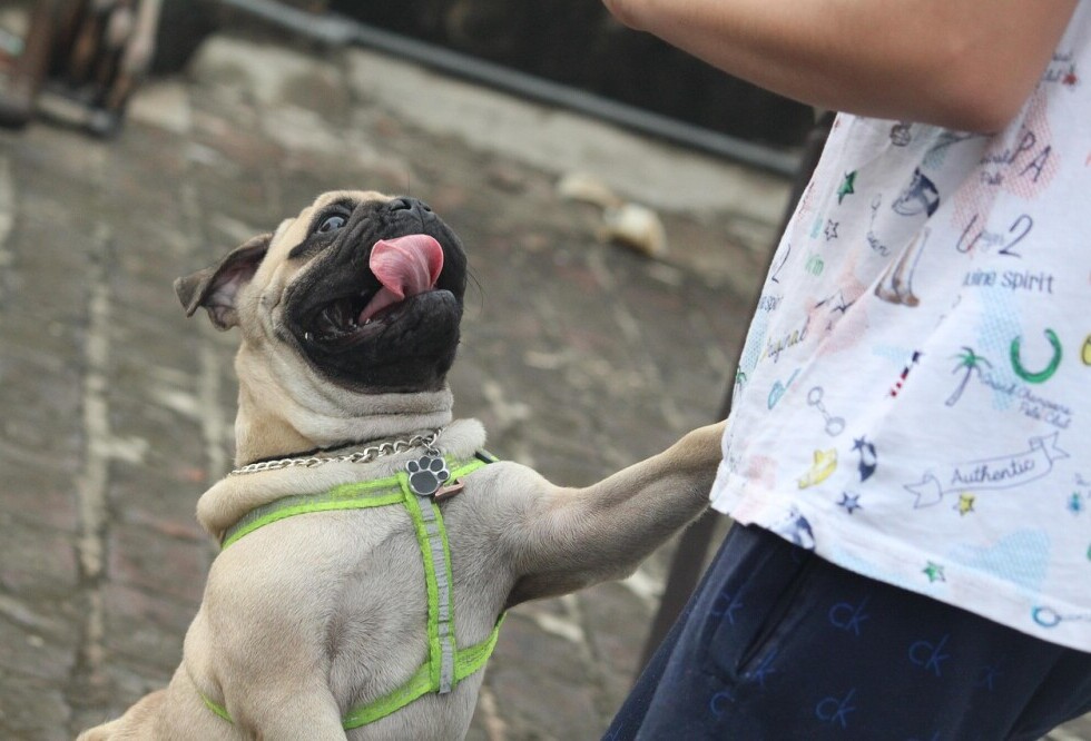 Dog jumping