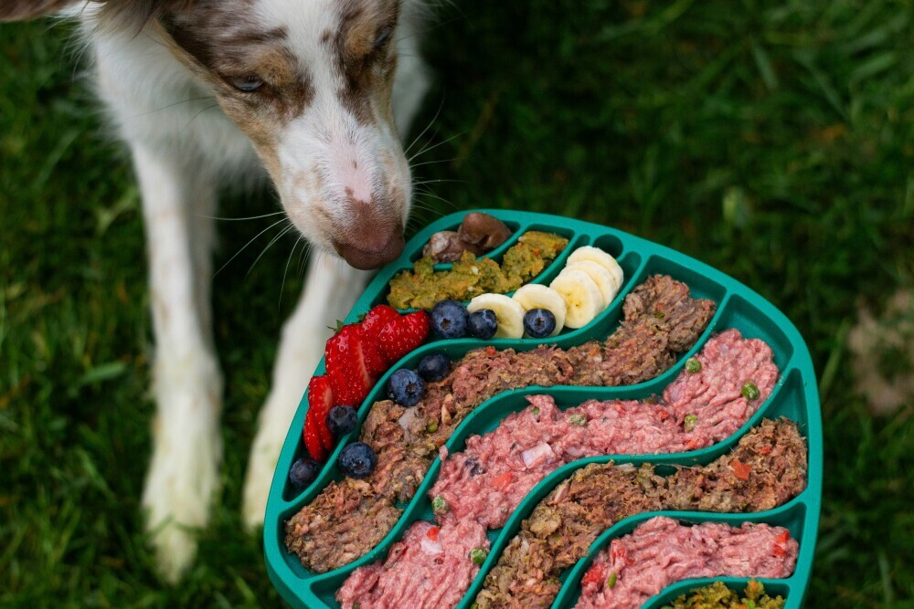 Homemade dog food