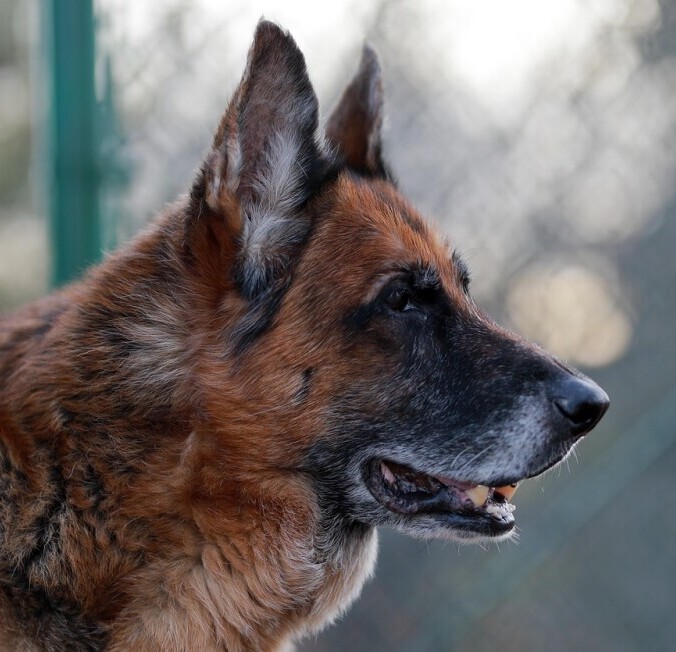 Old dog 
