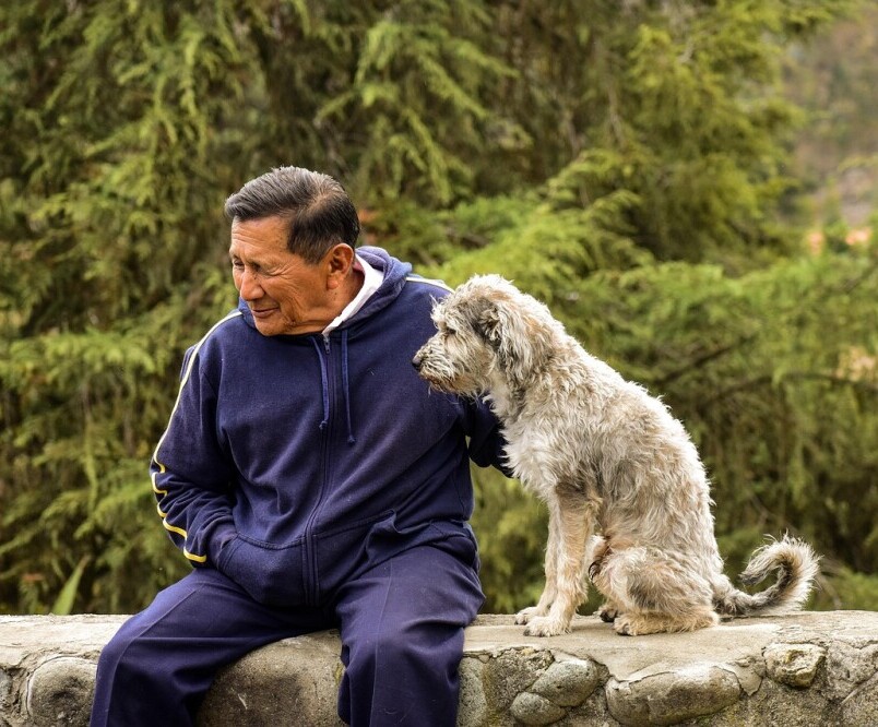 Older dog