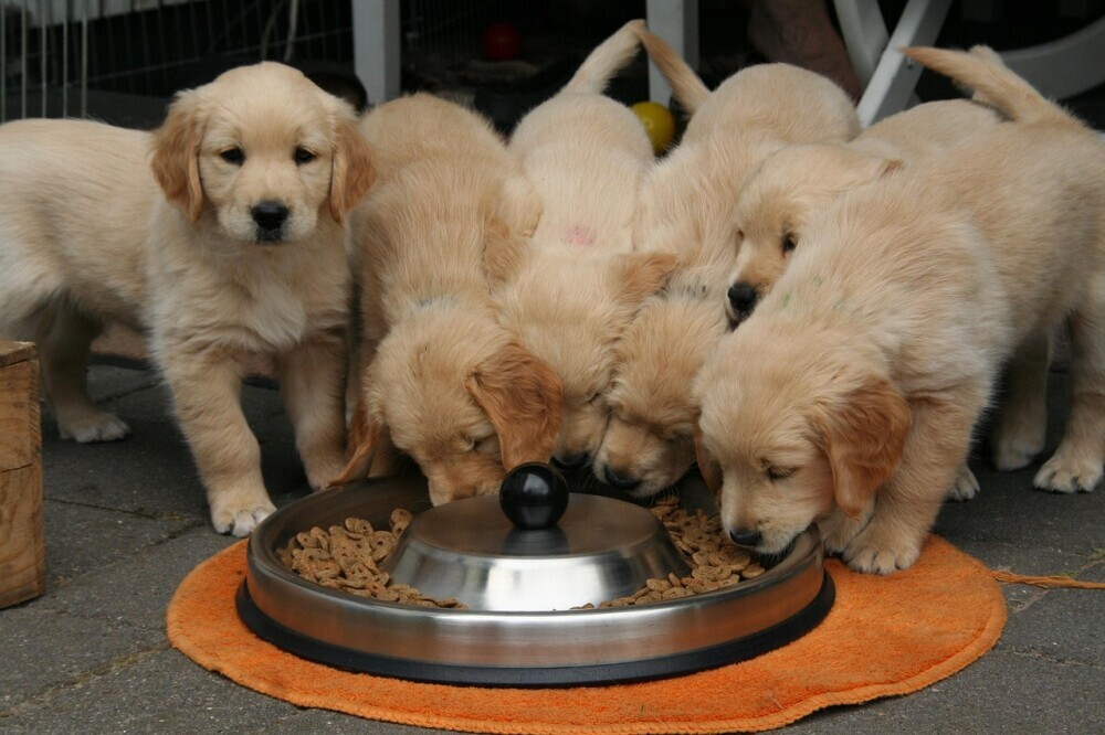 Puppies eating 