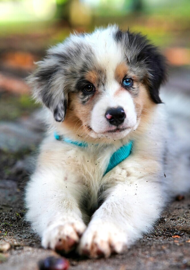 Puppy 