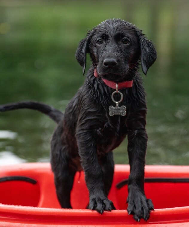 Puppy 