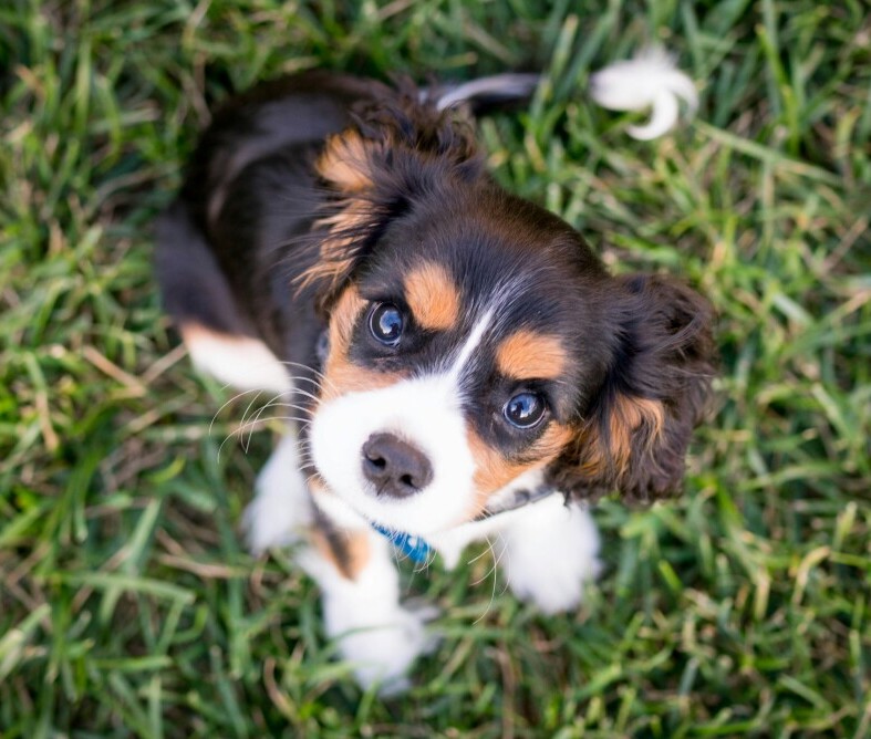 Puppy