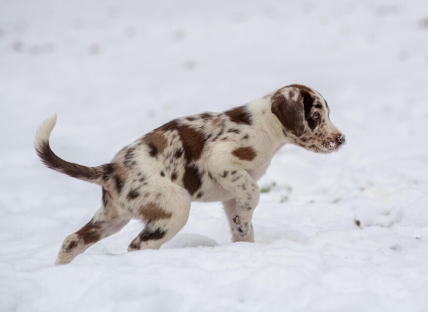 Puppy 