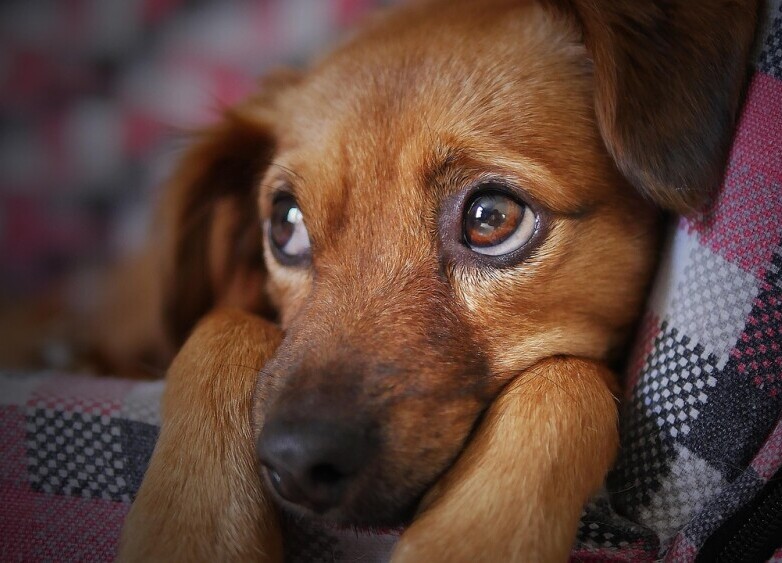 Puppy 