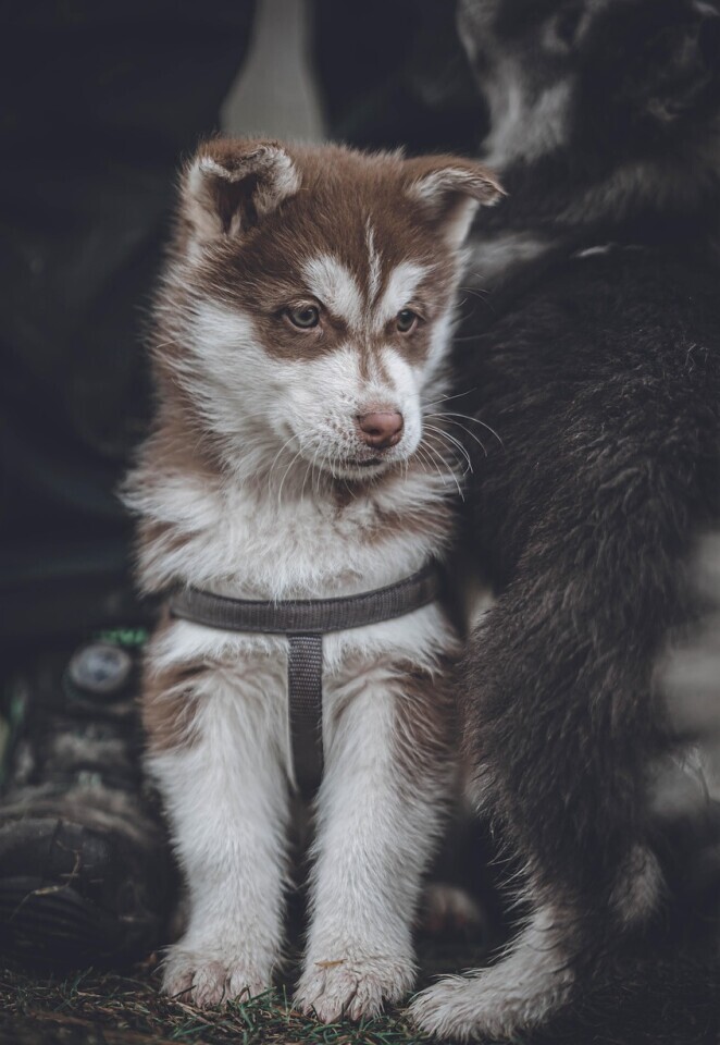 Puppy 
