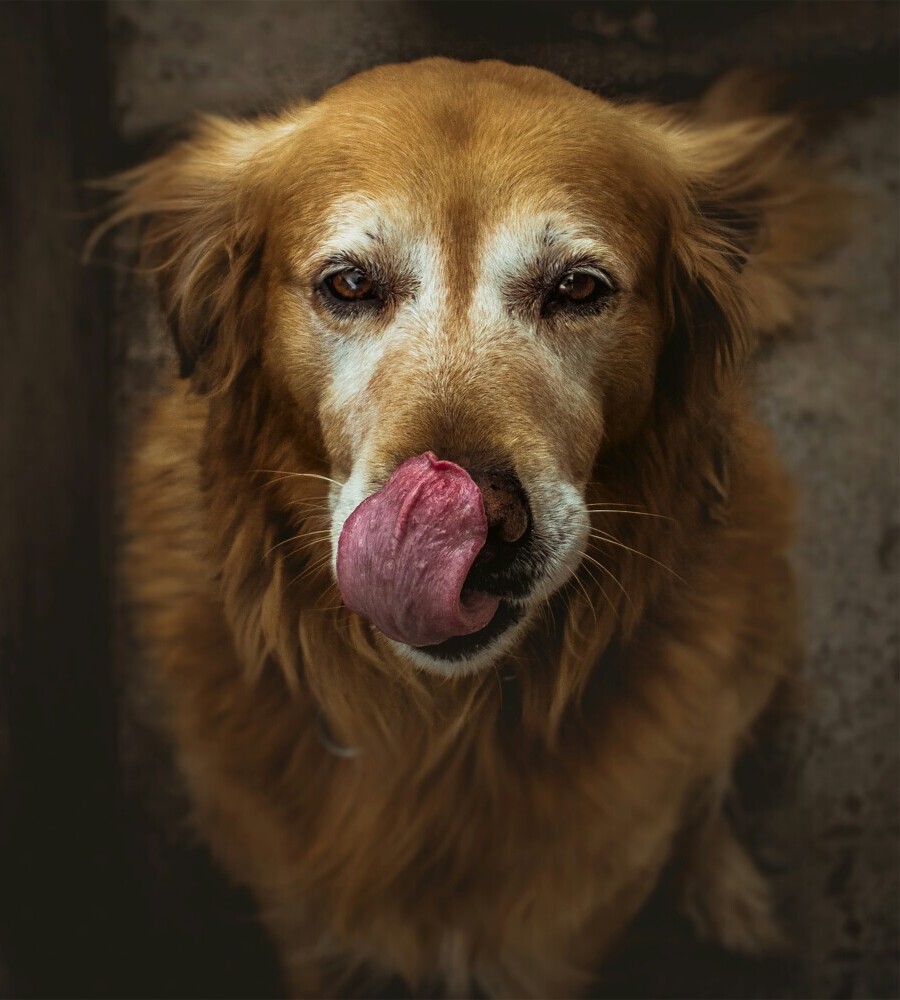 Senior dog