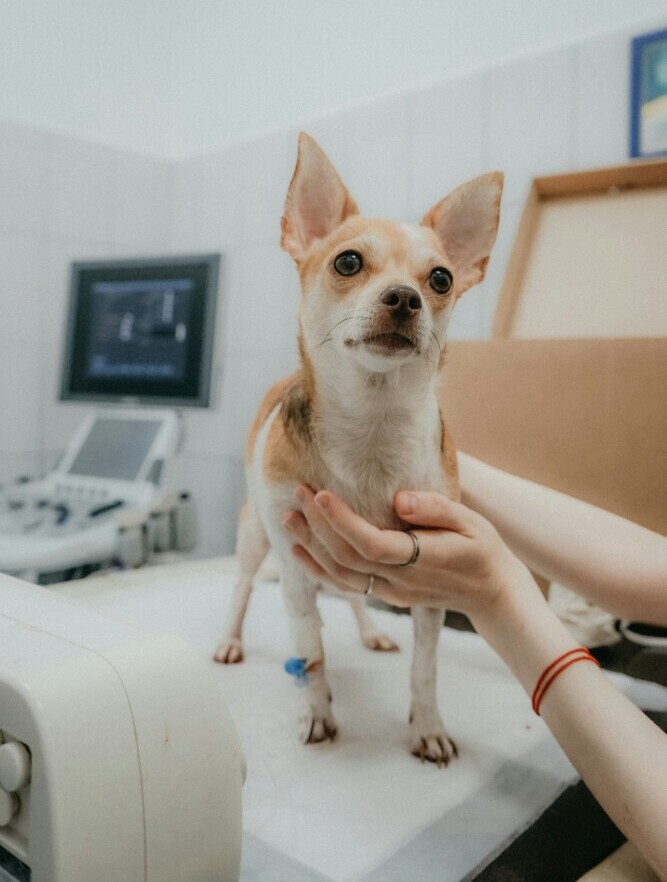 Vet